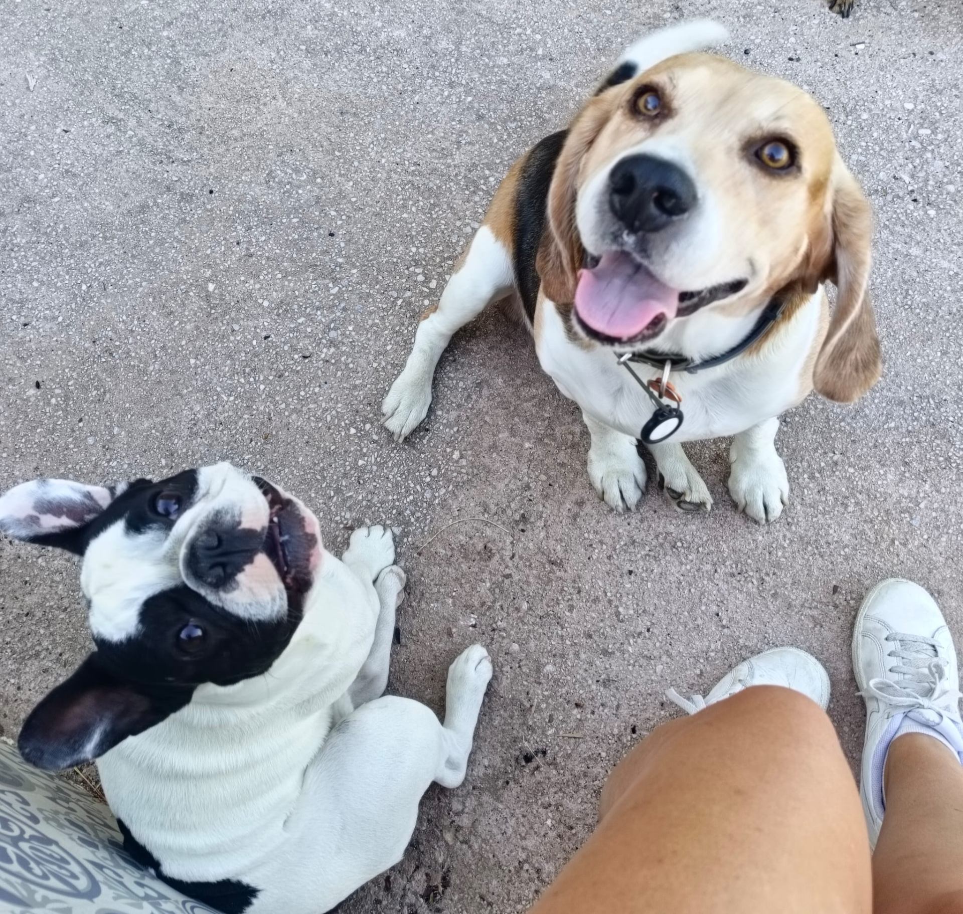Bulldog francés y beagle juntos