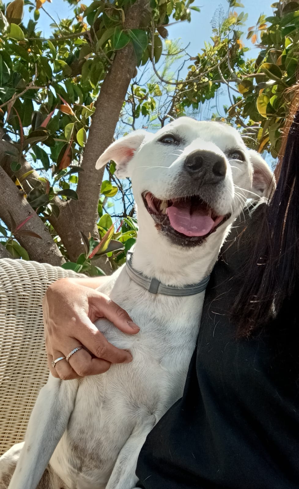 Perro feliz recibiendo cariño