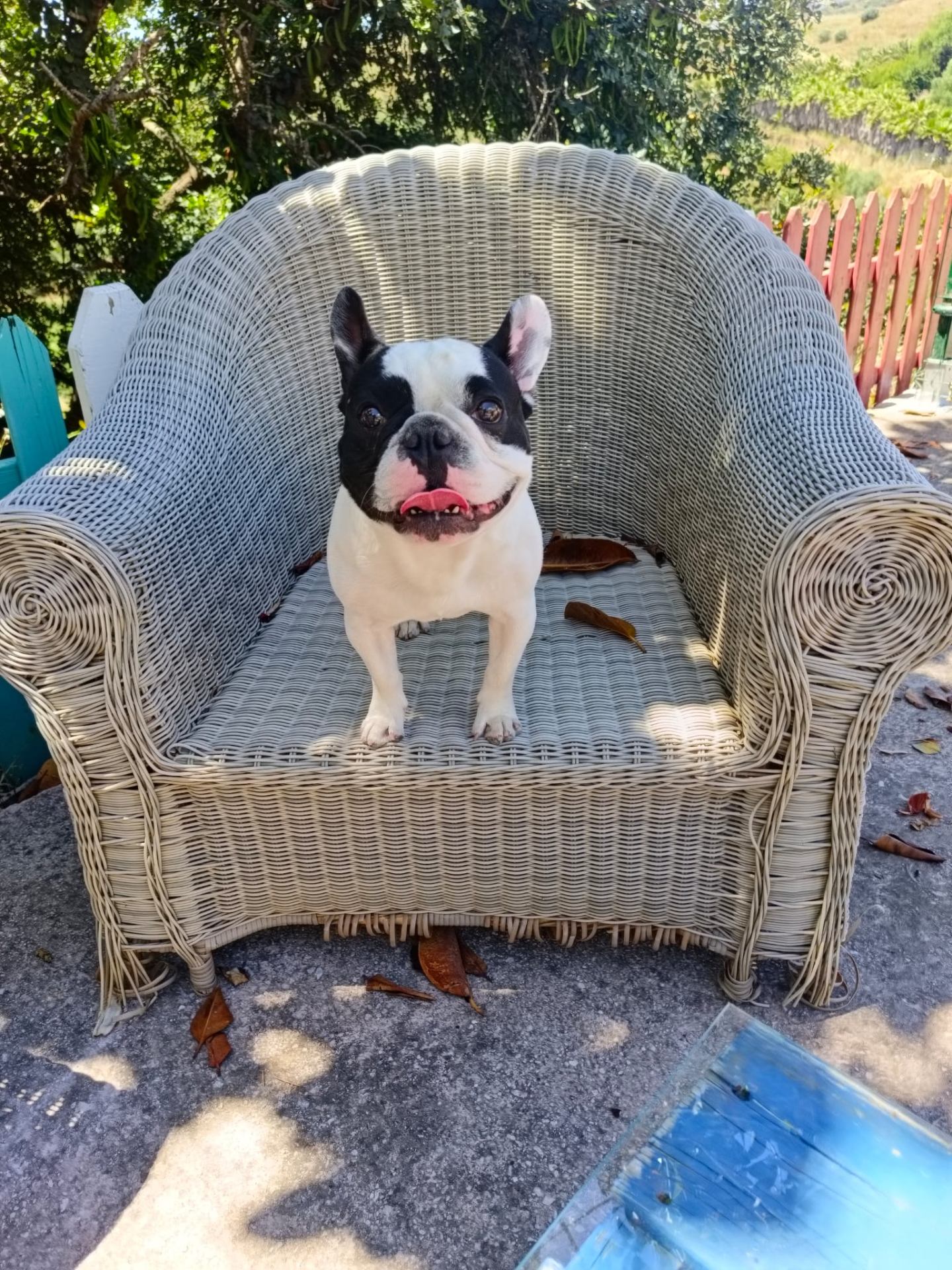 Bulldog francés en sillón de mimbre
