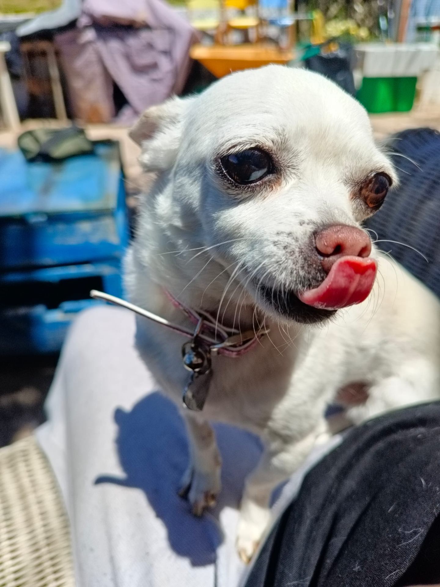 Chihuahua relajado en el jardín