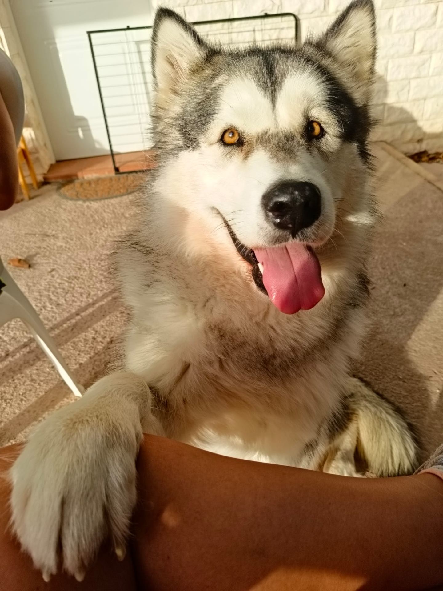 Husky con mirada dulce