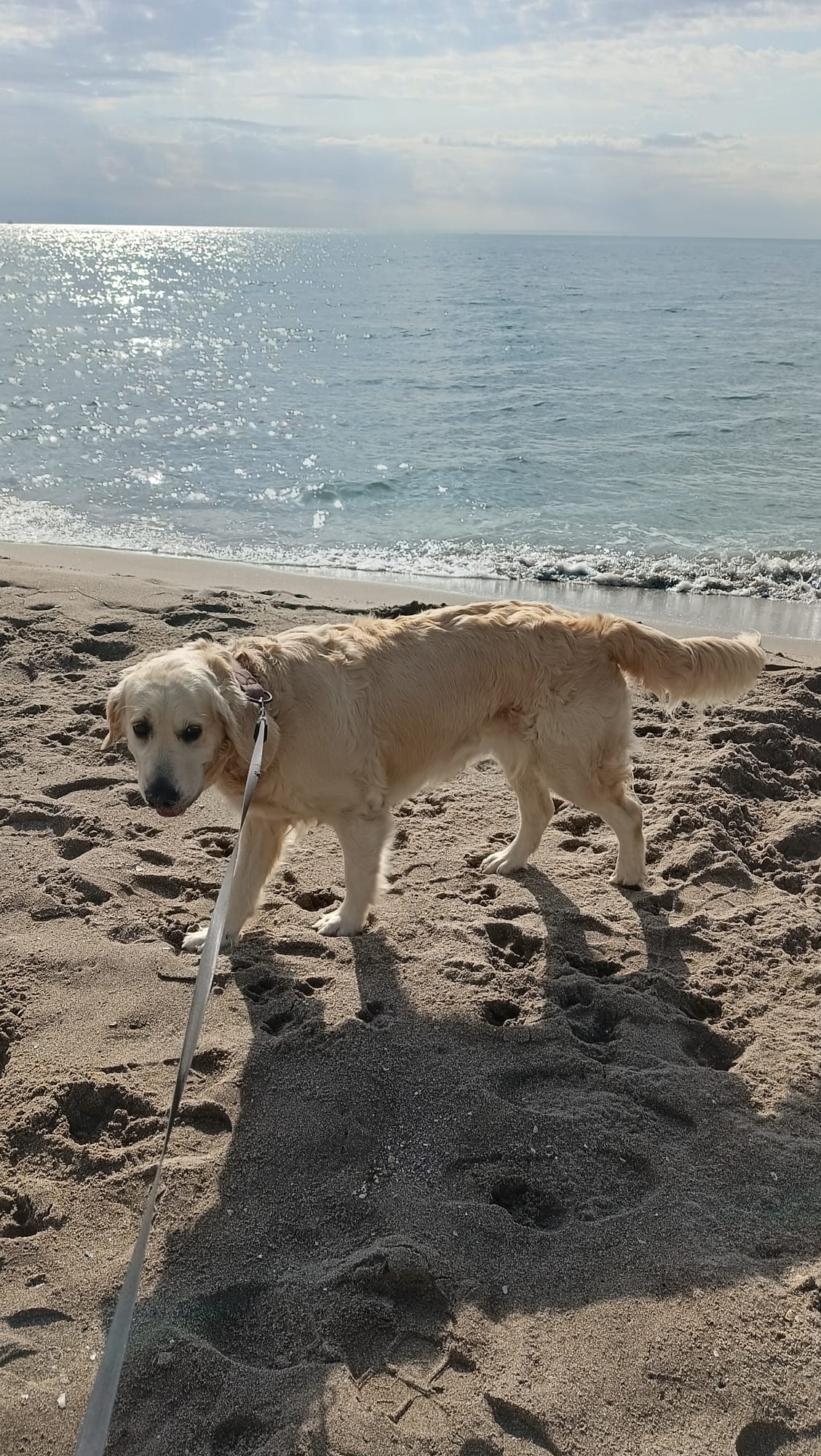 Golden retriever paseando por la playa