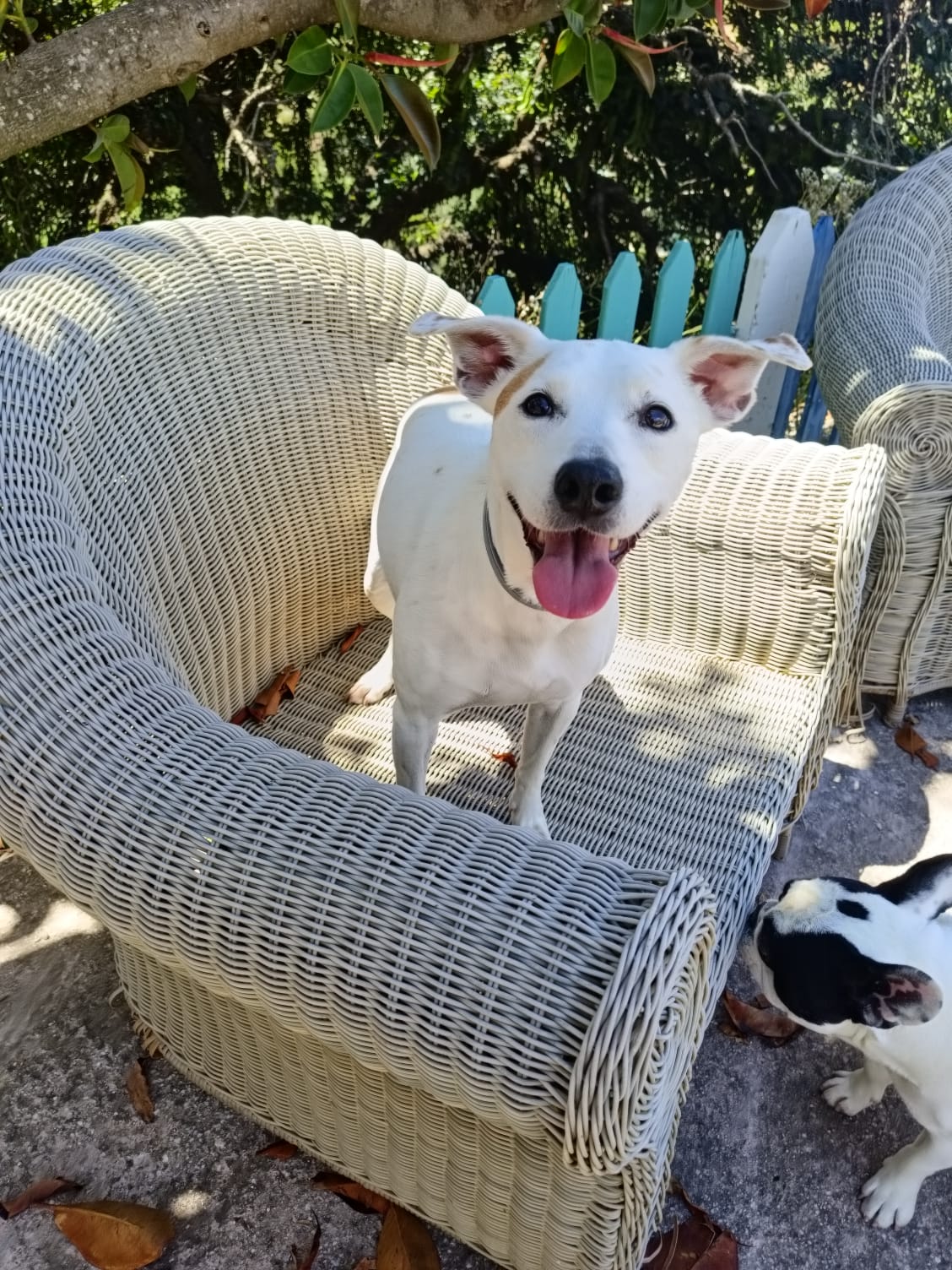 Jack Russell sonriente al aire libre