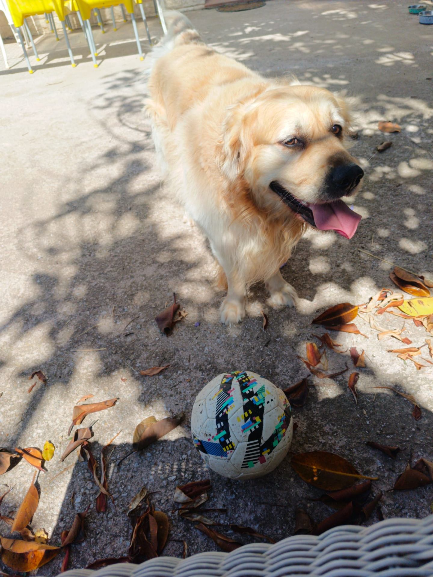 Golden retriever jugando con pelota
