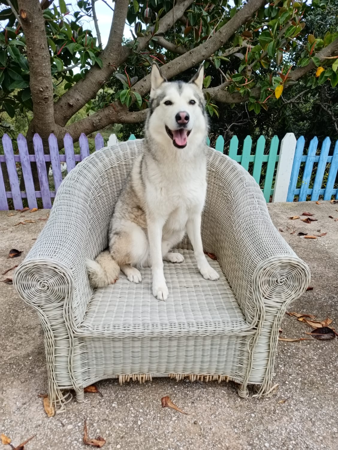 Husky descansando en el jardín